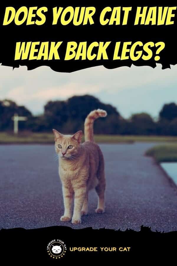 Cat Wobbly Walking Back Legs