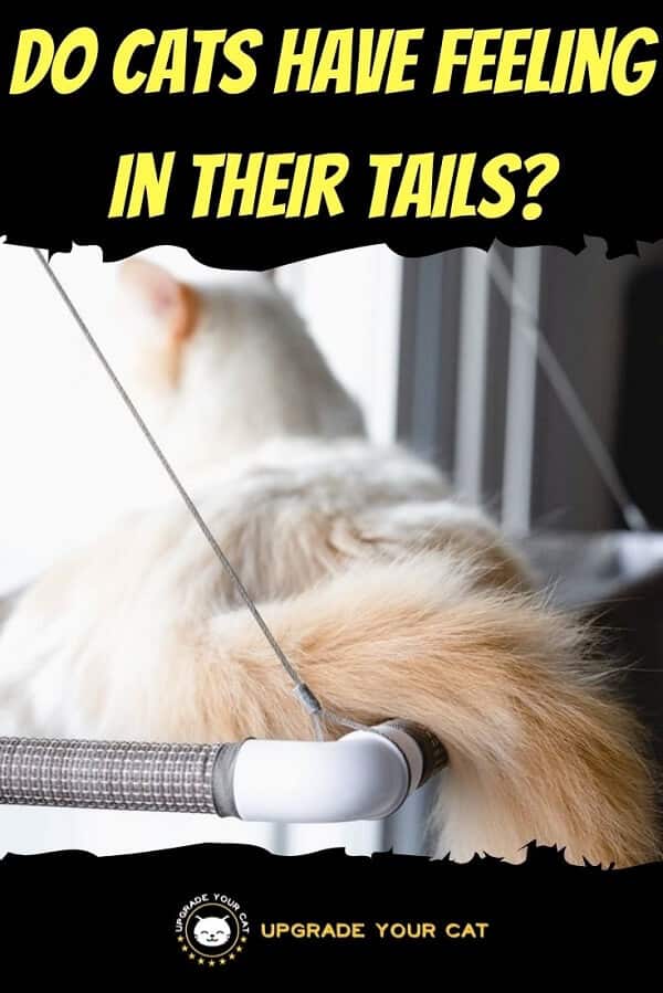 Do Cats Have Feeling in Their Tails