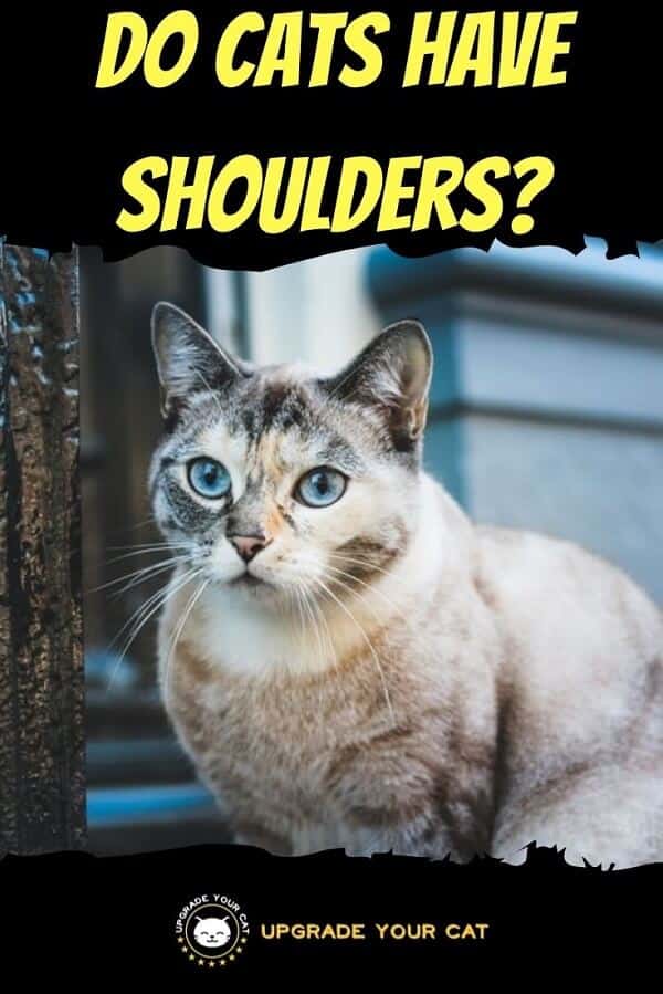 Do Cats Have Shoulders