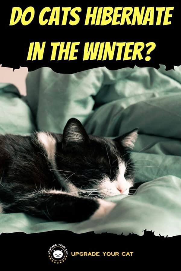 Do Cats Hibernate
