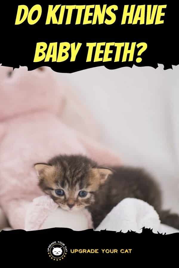 Do Kittens Have Baby Teeth