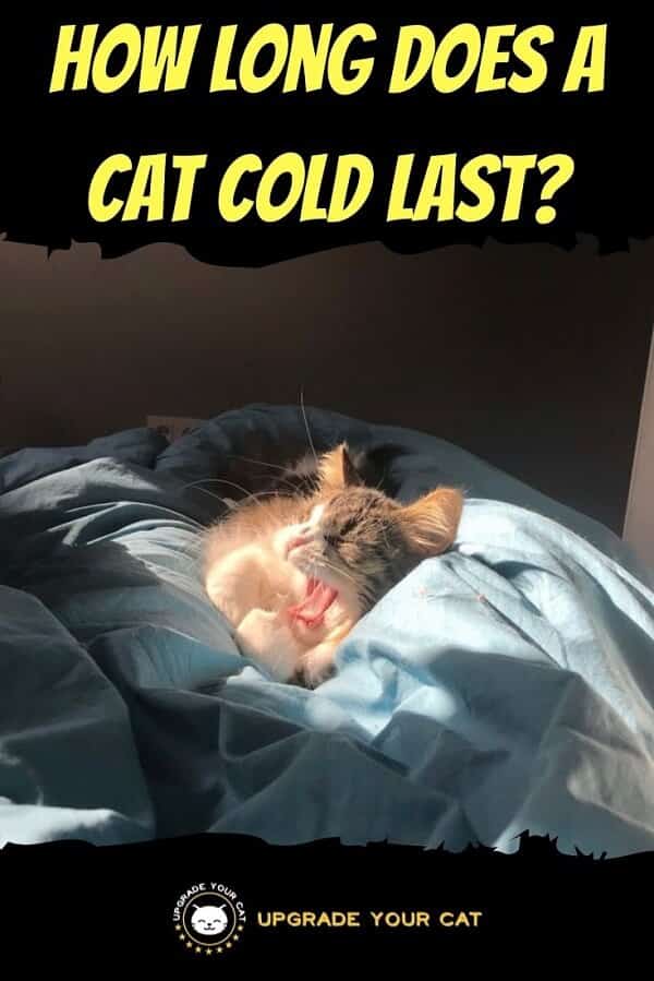 How Long Does a Cat Cold Last