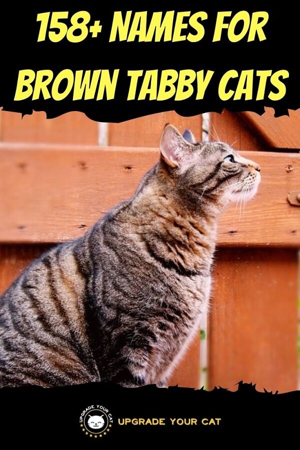Names for Brown Tabby Cats