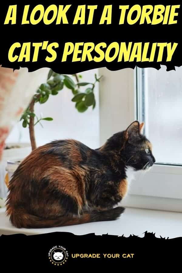 Torbie Cat Personality