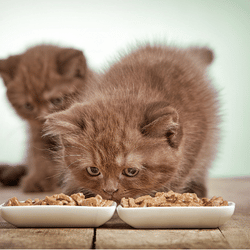 cats growl when  eat