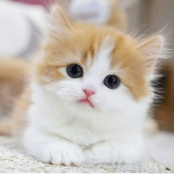cute kitten