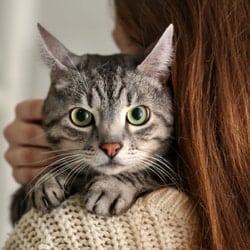 Why do cats lick their owners