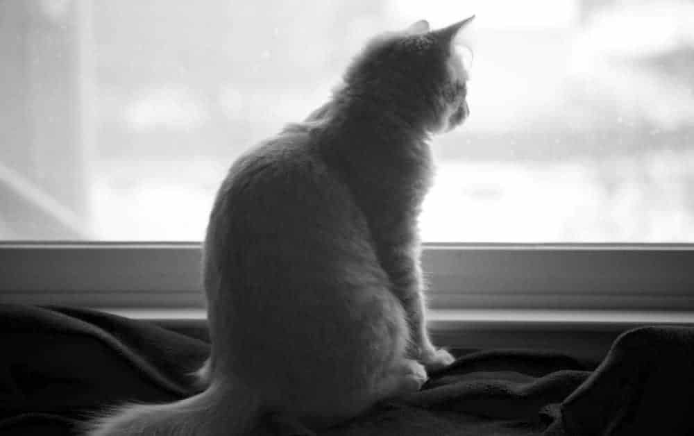 Why cats stare out the window