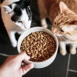 food aggression in cats