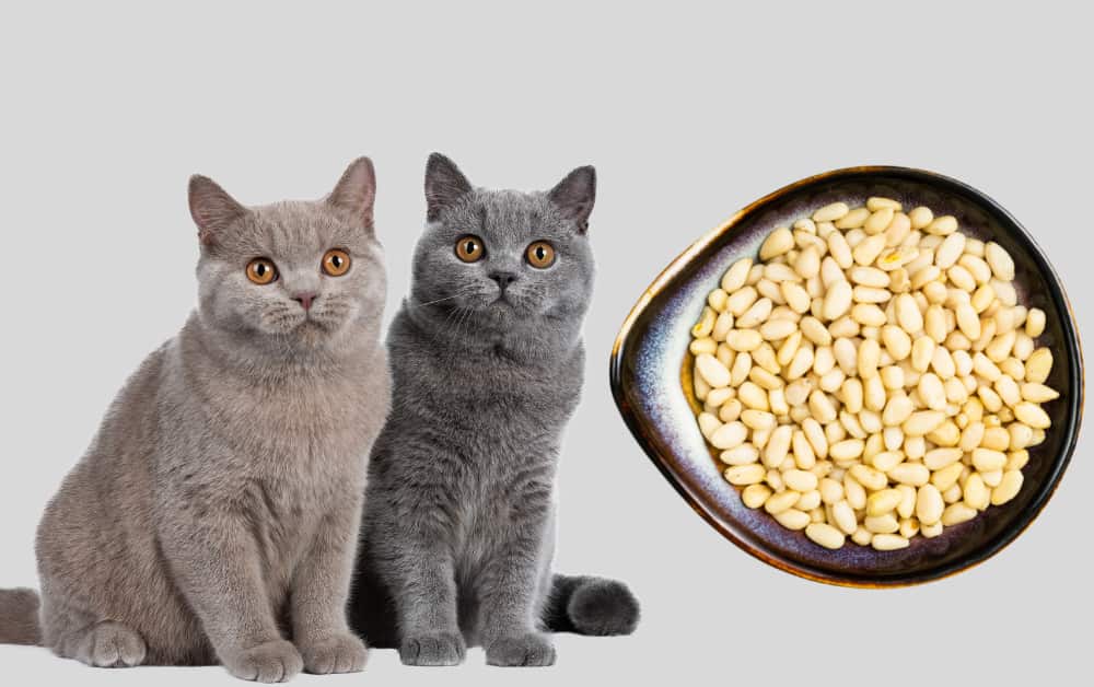 Pine Nuts for cats
