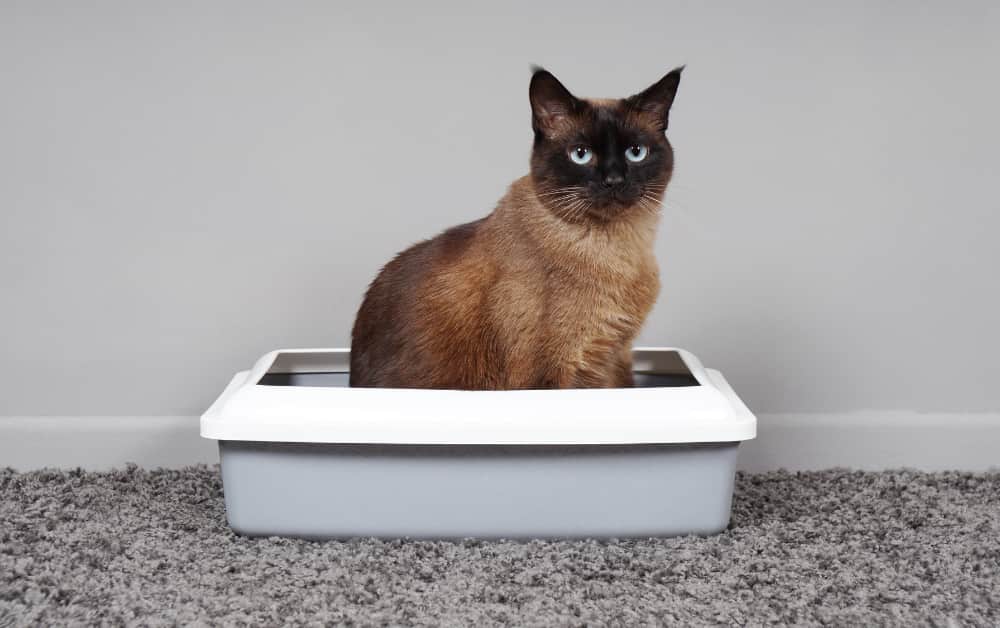 Make Cats Poop Less Smelly