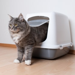 cat in litter