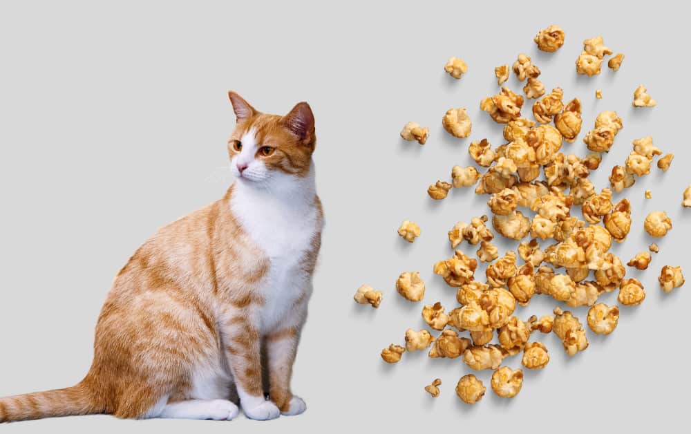is Caramel Popcorn safe for cats
