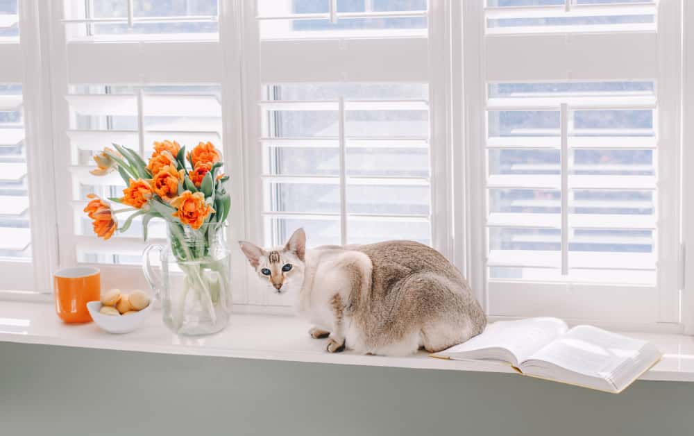 cat at the window shelf
