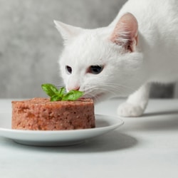cat eating