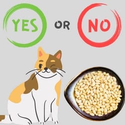 Can cats eat Pine Nuts