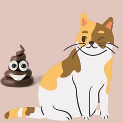 cat with poop