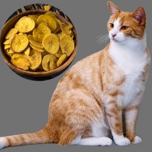 is plantain safe for cats