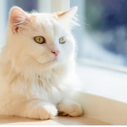 cat at the window
