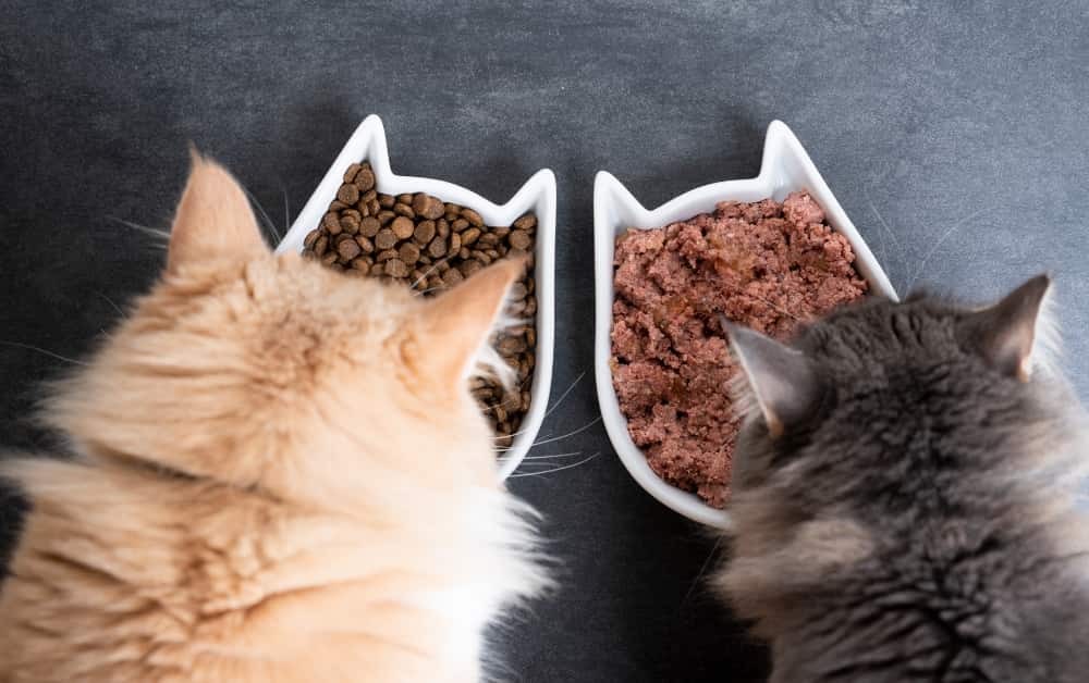 Why Do Cats Growl When They Eat