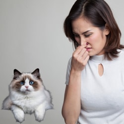 cats stinky smell in house