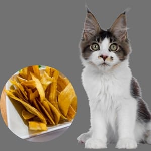 plantain chips for cats