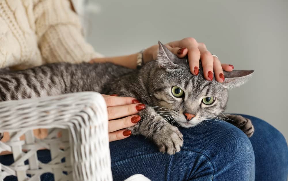 cat kneed owner