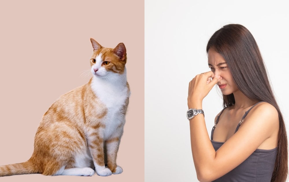 How To Keep House Smelling Good With Cats