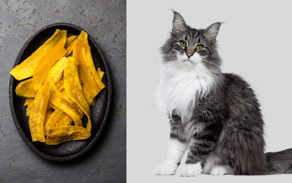 Can cats eat plantain chips