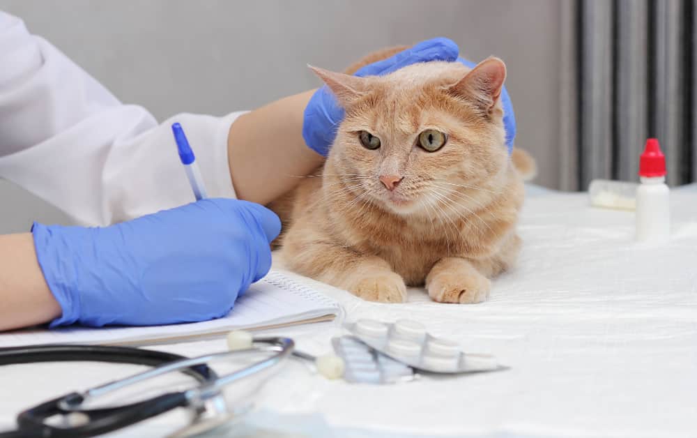 ill cat with vet