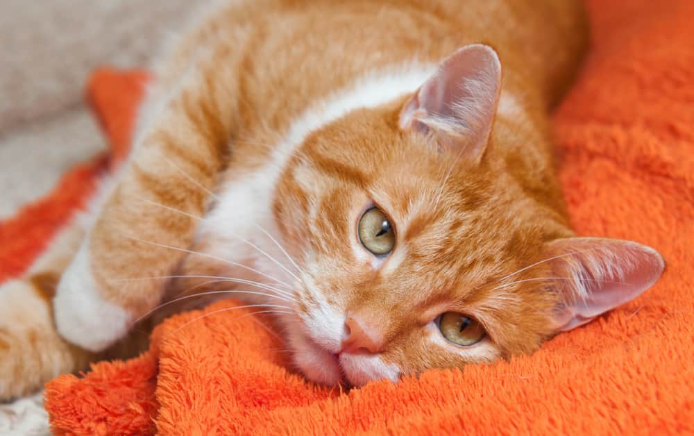 What does it mean when your cats ears are Hot
