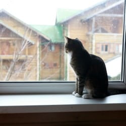 cat sitting in the window