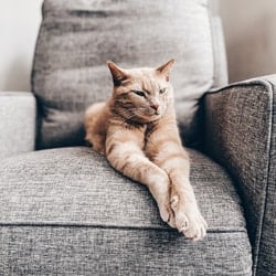 cat on sofa