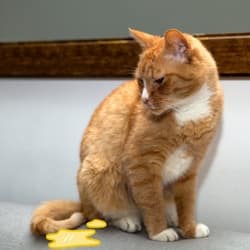 cats pee on the couch