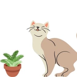 Symptoms of Citronella toxicity in felines include: