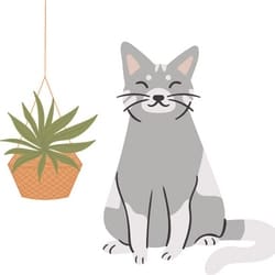 citronella for cats