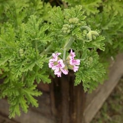 citronella plant