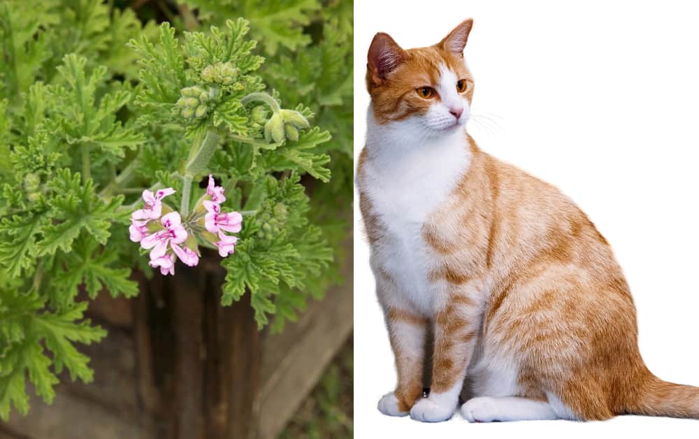 Is Citronella Plant Safe For Cats
