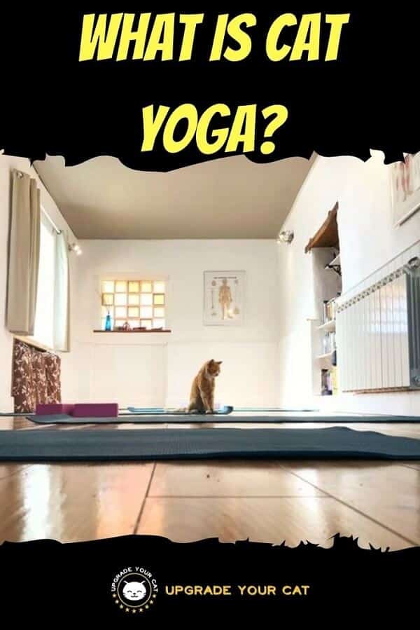 What Is Cat Yoga