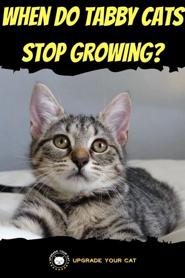 When Do Tabby Cats Stop Growing
