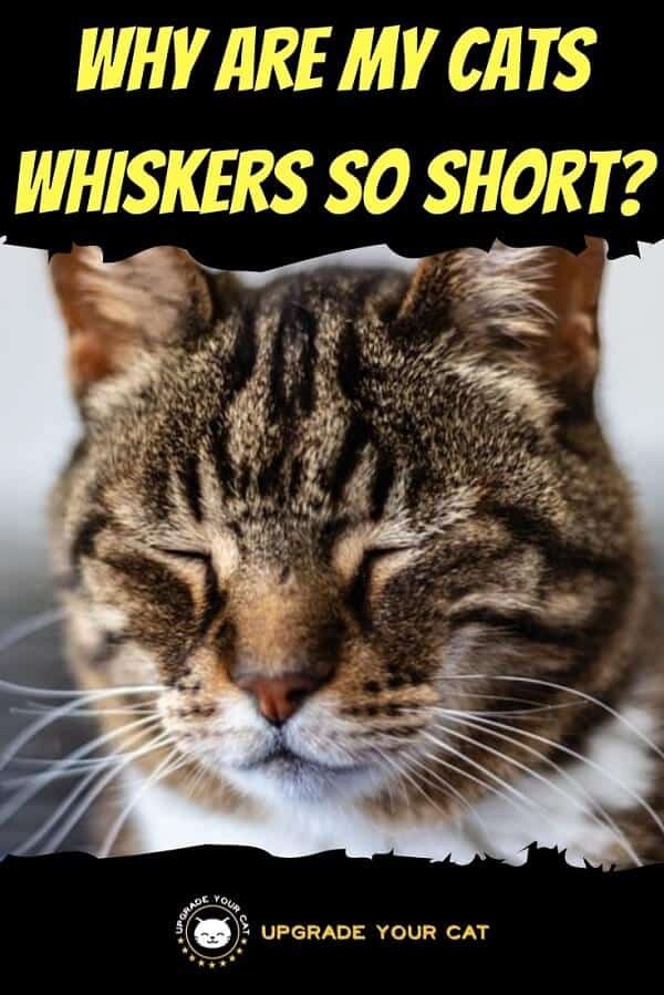 Why Are My Cats Whiskers So Short