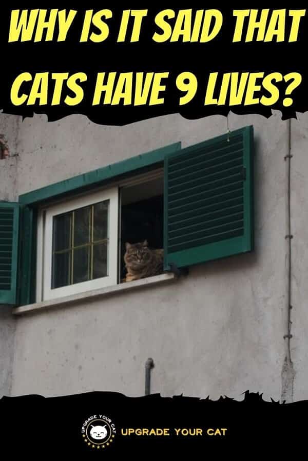 Why Do Cats Have 9 Lives