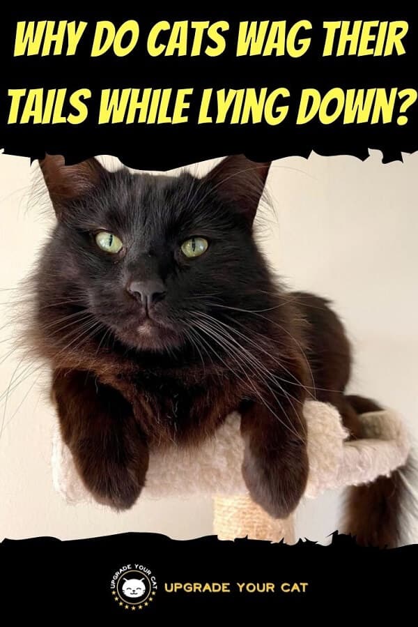 Why Do Cats Wag Their Tails While Lying Down