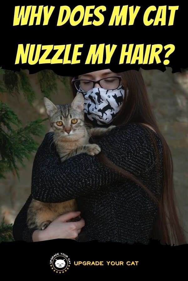 Why Does My Cat Nuzzle My Hair