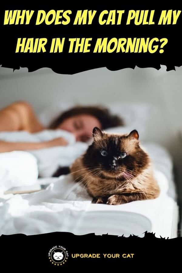 Why Does My Cat Pull My Hair in the Morning