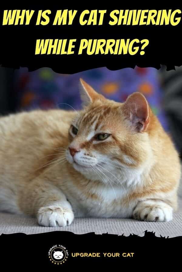 Why Is My Cat Shivering While Purring