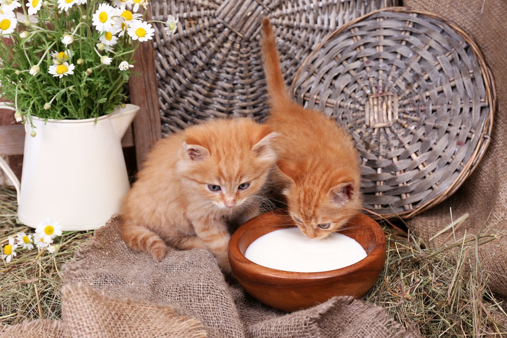 can cats have oat milk
