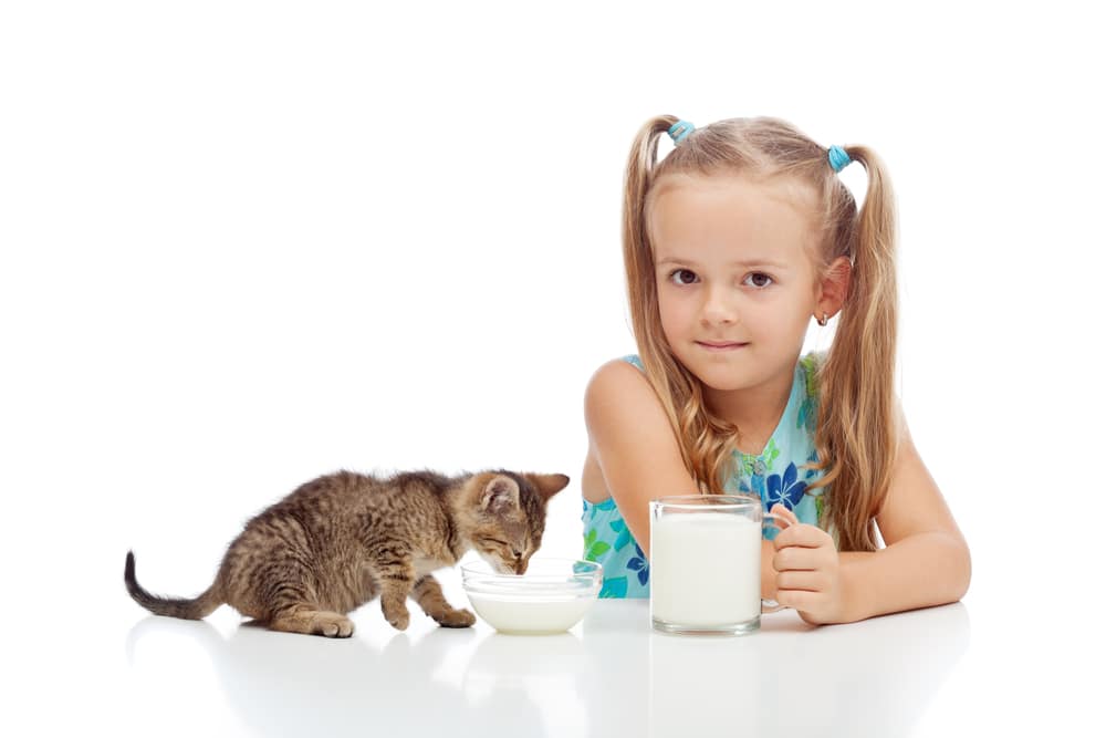 can kittens drink oat milk