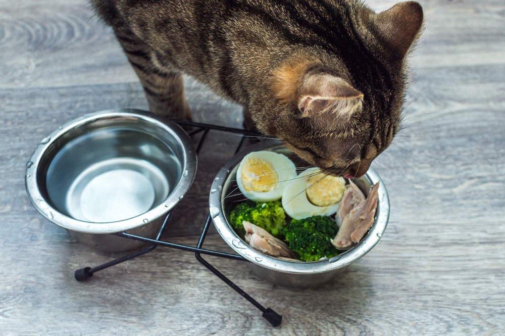 Cat eats vegetables, egg and chicken