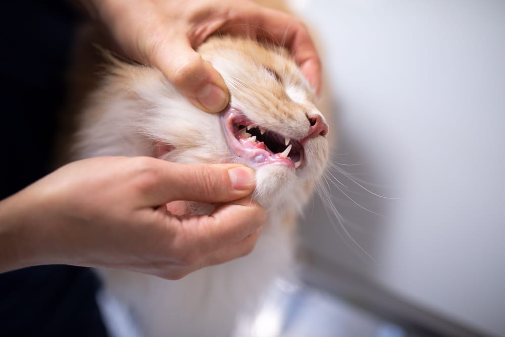 cat with teeth problems